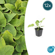 Buitenplant 12x Phlomis russeliana - Vaste Plant - Pot Ø 9cm Hoogte ↕ 10-25cm