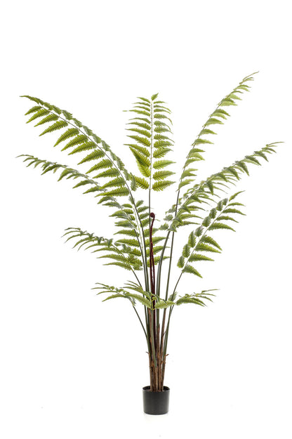 Kunstplant XL - Rumohra Adiantiformis Ledervaren - Hoogte ↕ 180cm