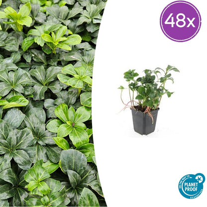 Buitenplant 48x Pachysandra terminalis 'Green Sheen' - Bodembedekker - Pot Ø 9cm Hoogte ↕ 10-25cm