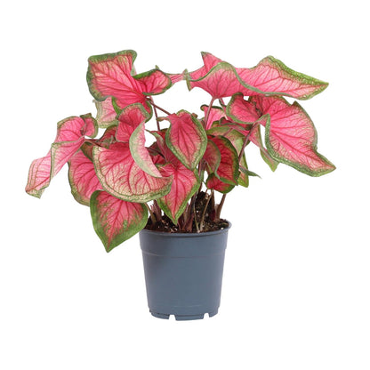 Kamerplant - Caladium Sweetheart - Pot Ø 12cm Hoogte ↕ 25cm