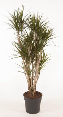 XL Kamerplant - Dracaena Marginata Vertakt - Hoogte ↕ 160cm