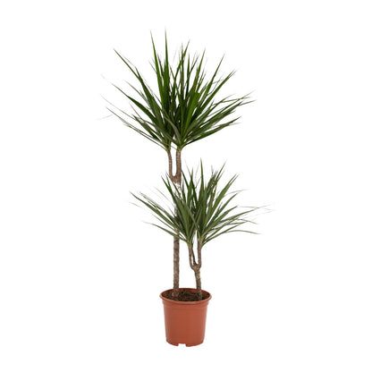 Kamerplant - Dracaena Marginata - Pot Ø 19cm Hoogte ↕ 100cm