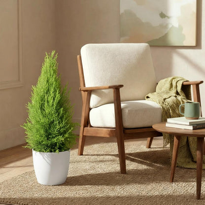 Kamerplant - Cupressus Gold Crest Wilma - Pot Ø 21cm Hoogte ↕ 85-95cm