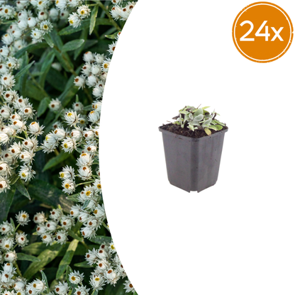Buitenplant 24x Anaphalis triplinervis - Bloeiend - Pot Ø 9cm Hoogte ↕ 10-25cm