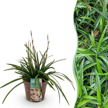 Buitenplant - Carex morrowii 'Irish Green' - Winterhard - Pot Ø 17cm Hoogte ↕ 50cm