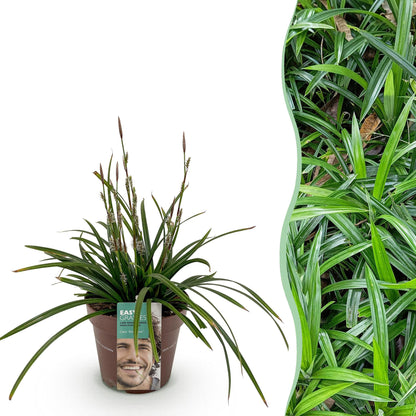 Buitenplant - Carex morrowii 'Irish Green' - Winterhard - Pot Ø 17cm Hoogte ↕ 50cm