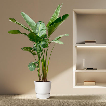 XL plant - Strelitzia Augusta de Luxe - Pot Ø 38cm Hoogte ↕ 250cm