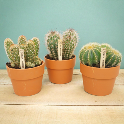Kamerplant 3x Cactus Mix - in terracotta pot - Pot Ø 10.5cm