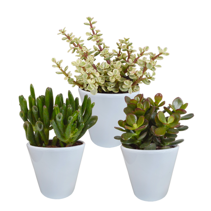 Kamerplant 3x Crassula mix - Pot Ø 8.5cm