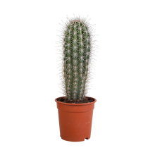 Kamerplant - Pachycereus pringlei - Zonder pot - ↕ 17cm