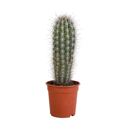 Kamerplant - Pachycereus pringlei - Zonder pot - ↕ 17cm