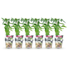 Buitenplant 6x Rubus Thornfree - Doornloze Braam, Winterhard - Pot Ø 9cm