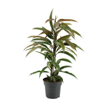 Kamerplant - Ficus Binnendijkii Amstel King - Pot Ø 17cm Hoogte ↕ 70cm