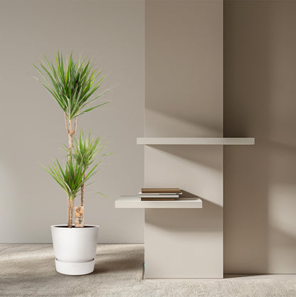 XL kamerplant - Dracaena Marginata - Pot Ø 21cm Hoogte ↕ 110cm