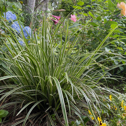 Buitenplant 2x Carex morrowii 'Ice Dance' - Bladhoudend - Pot Ø 17cm Hoogte ↕ 50cm