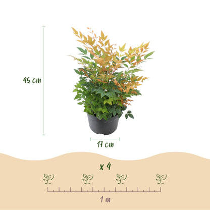 Buitenplant 2x Nandina Gulfstream - Groenblijvend - Pot Ø 17cm Hoogte ↕ 45cm