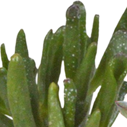 Kamerplant 15x Cactus en vetplanten mix - in witte pot - Pot Ø 5,5cm