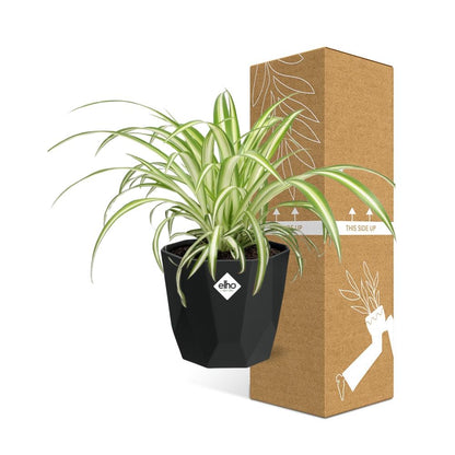 Kamerplant - Chlorophytum Comosum Variegatum - Pot Ø 14cm
