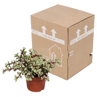Kamerplant - Portulacaria afra Variegata - zonder pot