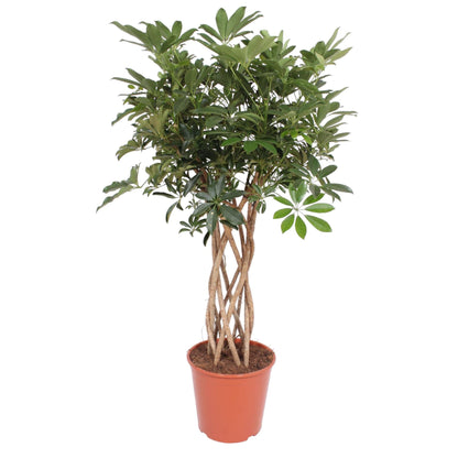 XL Kamerplant - Schefflera Arboricola Compacta Gevlochten Stam - Pot Ø 30cm Hoogte ↕ 130cm
