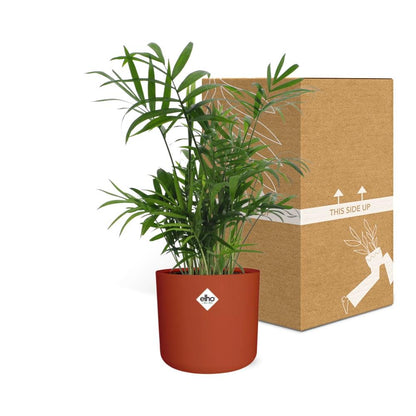 Kamerplant - Chamaedorea - Luchtzuiverend - Pot Ø 14cm
