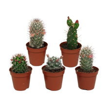 Kamerplant 5x Cactus Mix - Bloeiend - Pot Ø 5.5cm