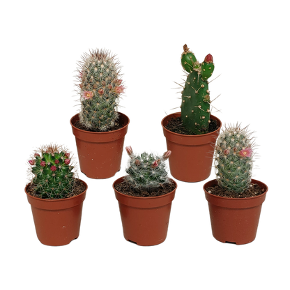 Kamerplant 5x Cactus Mix - Bloeiend - Pot Ø 5.5cm