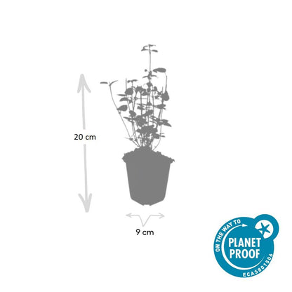 Buitenplant 6x Agastache 'Black Adder' - Bloeiend - Pot Ø 9cm Hoogte ↕ 10-25cm