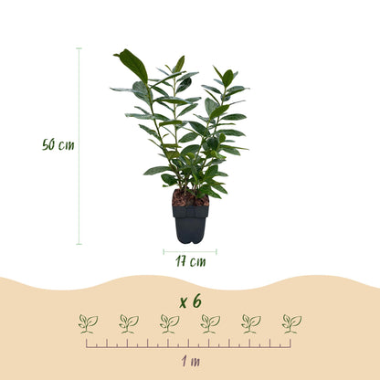 Buitenplant 6x Prunus laurocerasus 'Novita' - Groenblijvend, Haagplant - Pot Ø 17cm Hoogte ↕ 50cm