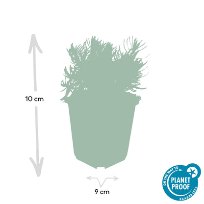 Buitenplant 60x Lavandula 'Hidcote' - Bloeiend - Pot Ø 9cm Hoogte ↕ 10-25cm