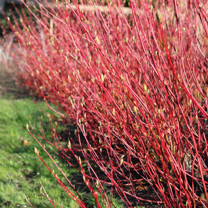 Buitenplant - Cornus sibirica - Pot Ø 17cm Hoogte ↕ 45cm