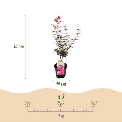Buitenplant 2x Acer palmatum 'Skeetsers Broom' - Bladverliezend - Pot Ø 19cm Hoogte ↕ 70cm