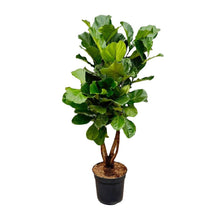 XL kamerplant - Ficus Lyrata vertakt - Pot Ø 34cm Hoogte ↕ 180cm