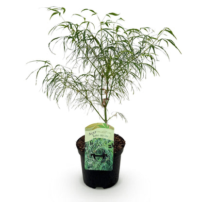 Buitenplant - Acer palmatum Koto-no-ito - Bladverliezend - Pot Ø 19cm Hoogte ↕ 70cm