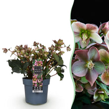 Buitenplant - Helleborus Angels Glow - Bloeiend - Pot Ø 19cm Hoogte ↕ 50cm