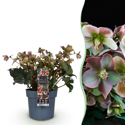 Buitenplant - Helleborus Angels Glow - Bloeiend - Pot Ø 19cm Hoogte ↕ 50cm