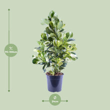 Kamerplant - Clusia Rosea White Star - Pot Ø 24cm Hoogte ↕ 95cm