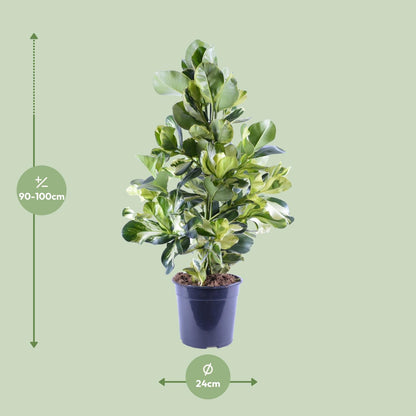 Kamerplant - Clusia Rosea White Star - Pot Ø 24cm Hoogte ↕ 95cm
