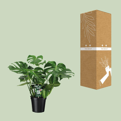 Kamerplant - Monstera Deliciosa - Hoogte ↕ 32-180cm