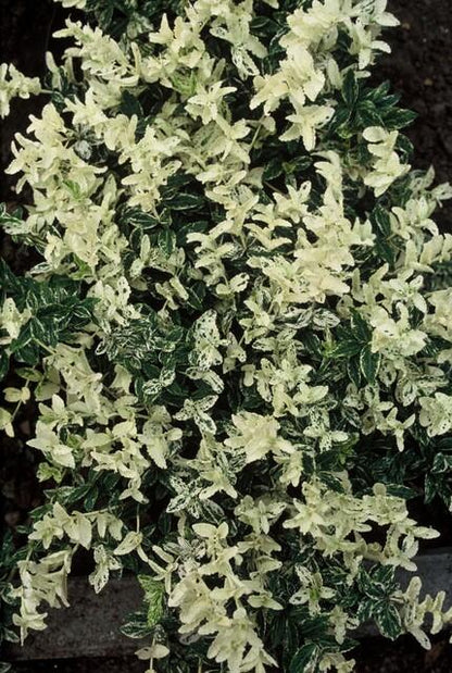 Buitenplant 24x Euonymus fort. 'Harlequin' - Pot Ø 9cm Hoogte ↕ 10-25cm