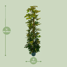 Kamerplant - Schefflera Arboricola Gerda - Luchtzuiverend - Pot Ø 20cm Hoogte ↕ 90cm