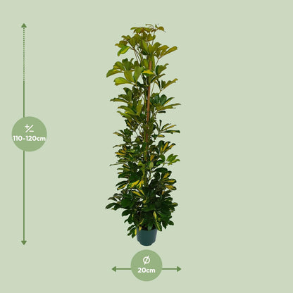 Kamerplant - Schefflera Arboricola Gerda - Luchtzuiverend - Pot Ø 20cm Hoogte ↕ 90cm