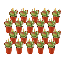 Kamerplant 20x Kalanchoe Thyrsiflora - Pot Ø 5,5cm Hoogte ↕ 10cm