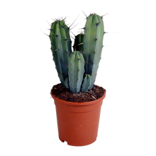 Kamerplant - Myrtillocactus geometrizans - Hoogte ↕ 17cm
