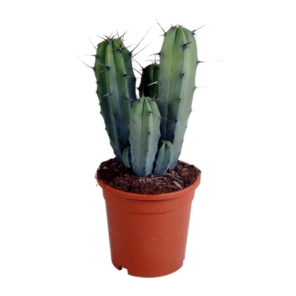Kamerplant - Myrtillocactus geometrizans - Hoogte ↕ 17cm