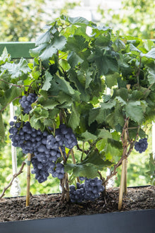 Buitenplant 3x Vitis Pixie Mix - Pot Ø 14cm Hoogte ↕ 30cm
