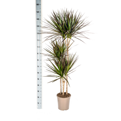 XL Kamerplant - Dracaena Marginata Magenta - Luchtzuiverend - Pot Ø 24cm Hoogte ↕ 130-150cm