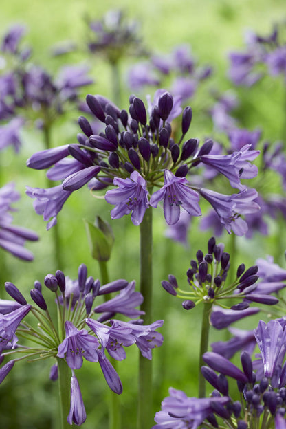 Buitenplant - Agapanthus 'Poppin Purple' - Bloeiend - Pot Ø 19cm Hoogte ↕ 30cm