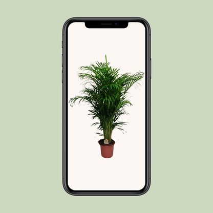 Kamerplant - Dypsis Lutescens (Areca Palm) - Hoogte ↕ 12-230cm
