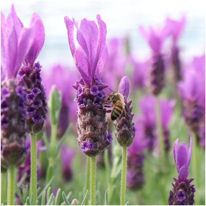 Buitenplant 3x Lavandula stoechas Anouk® - Bloeiend - Pot Ø 13cm Hoogte ↕ 25cm